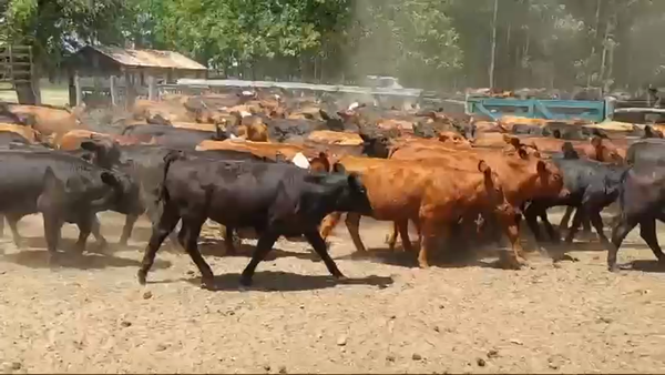 Lote 90 Terneros/as en Federal, Entre Ríos