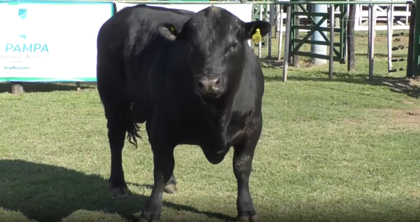 Lote Toro Aberdeen Angus Negro  RP1400 - Cabaña El Rebenque