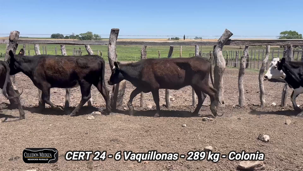 Lote 6 Vaquillonas 1 a 2 años en La Horqueta, Colonia