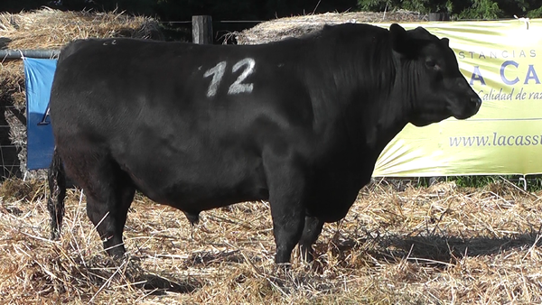 Lote TOROS ANGUS PURO CONTROLADO