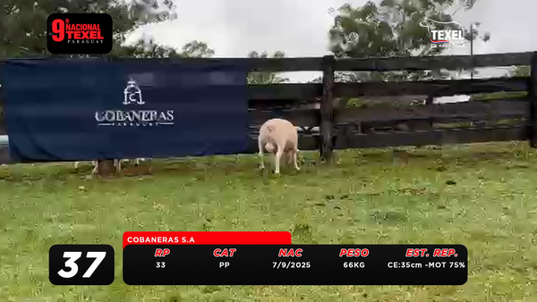 Lote LOTE 37