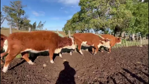 Lote VACAS DE INVERNADA