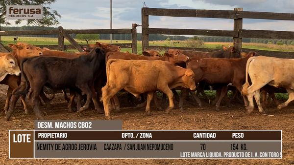Lote LOTE 1 -  70 DESMAMANTES MACHOS CBO 2