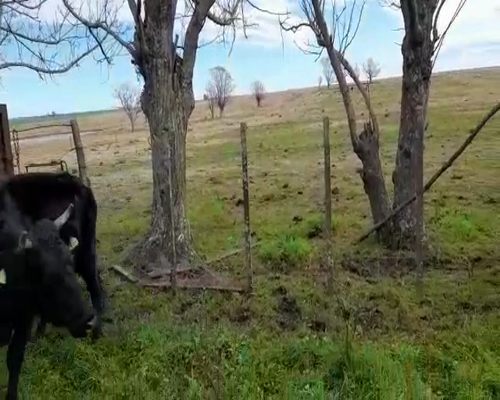 Lote (Vendido)2 Vacas de Invernada HO en COLONIA MAYO GUTIERREZ