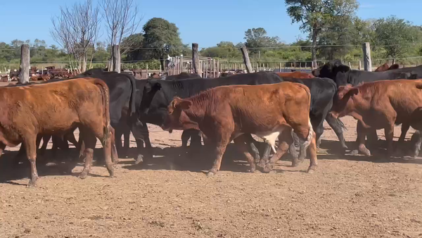 Lote 95 Novillitos en Ibarreta, Formosa