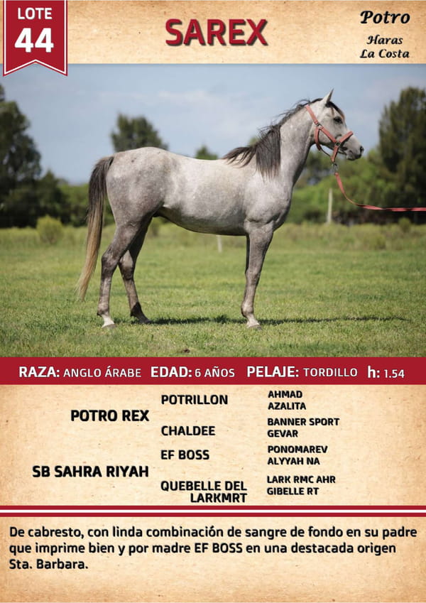 Lote SAREX