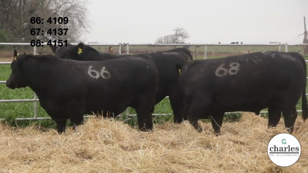 Lote TOROS PUROS CONTROLADOS