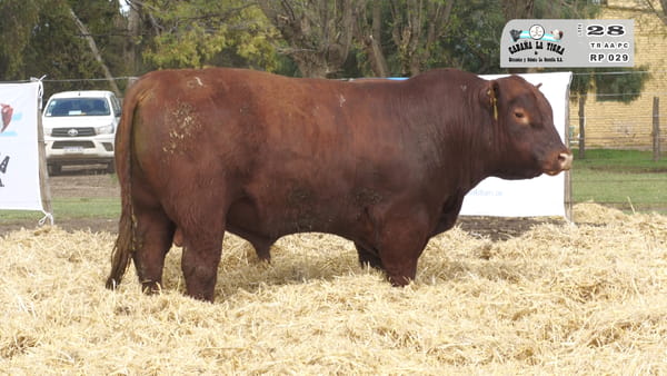 Lote TOROS PUROS CONTROLADOS