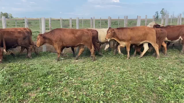 Lote 160 Novillitos en Pirané, Formosa