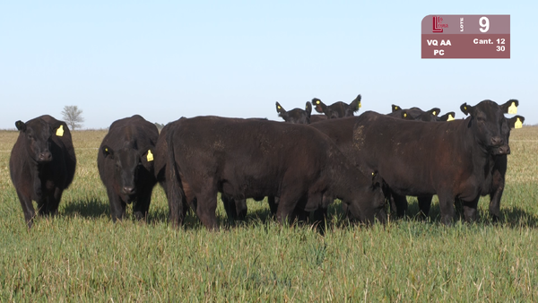 Lote VAQUILLONAS ANGUS NEGRAS PURAS CONTROLADAS C/GTÍA DE PREÑEZ
