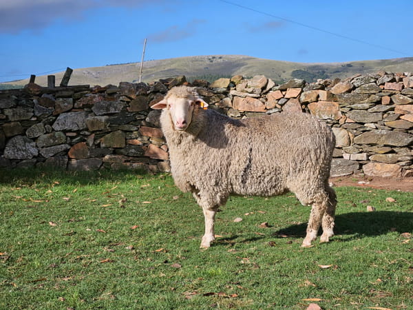 Lote (Vendido)Carneros, Lavalleja