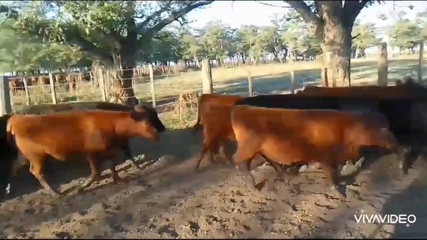 Lote 108 Terneros/as