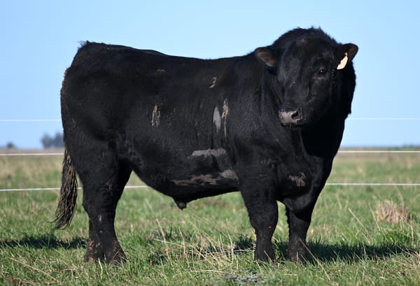 Lote TOROS PUROS DE PEDIGREE