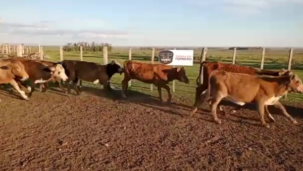 Lote 104 Terneras Carnicera 74kg -  en Parada fariña