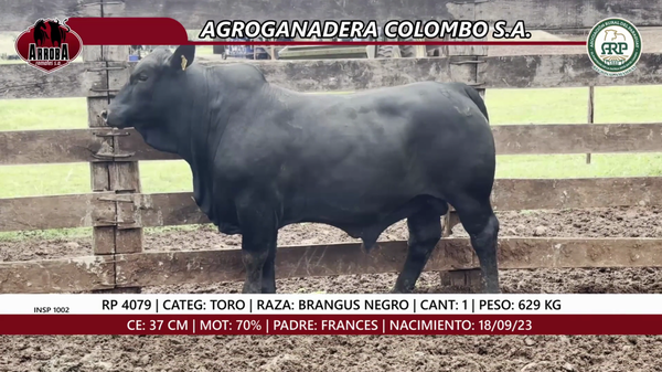 Lote TORO