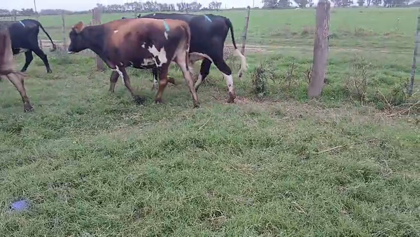 Lote 6 Vaquillonas faena Kiwi en Hersilia, Santa Fe