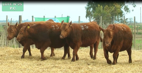 Lote VAQUILLONAS P.C. 15 MESES - PREÑADAS - PARICION PRIMAVERA