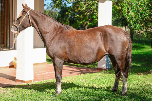 Lote CATANDUVA ORBITA