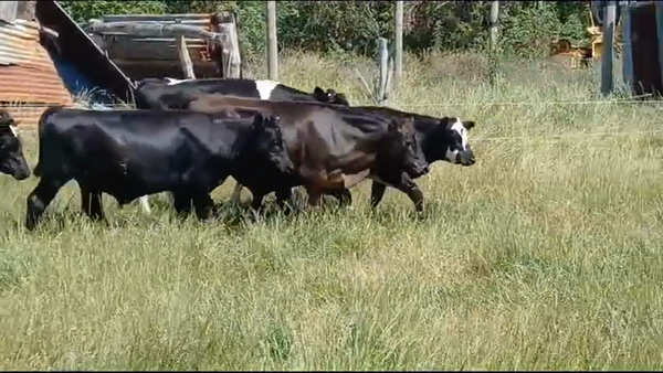 Lote (Vendido)6 Terneros 3 ANGUS - 3 HOLANDO 280kg -  en CUCHILLA DEL PERDIDO