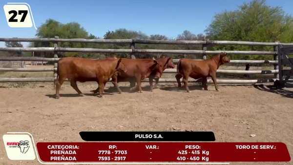Lote LOTE 27- EN VIVO