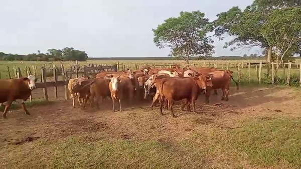 Lote 30 Vacas CUT preñadas