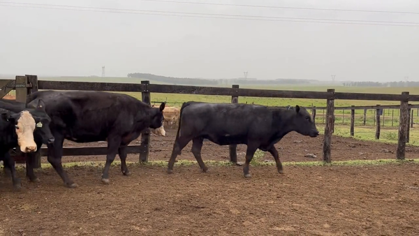 Lote Vacas de Invernada