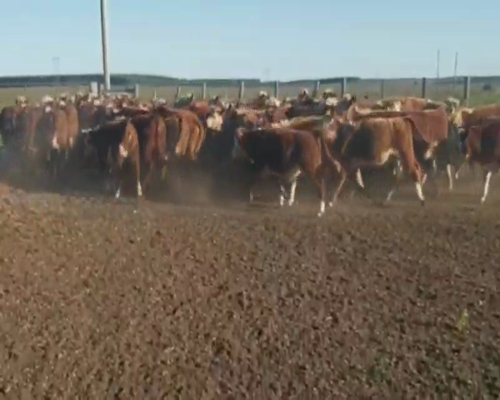 Lote 70 Terneros/as en Concordia, Entre Ríos