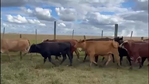 Lote 60 Novillos en Santo Tomé, Corrientes