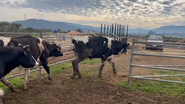 Lote 45 Novillo Gordo en Casablanca, V  Región Valparaíso