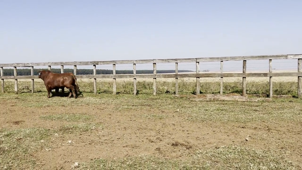 Lote TOROS BRANGUS, Cabaña "PIRIZAL"
