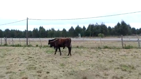 Lote 2 Toros HOLANDO 270kg - , San José