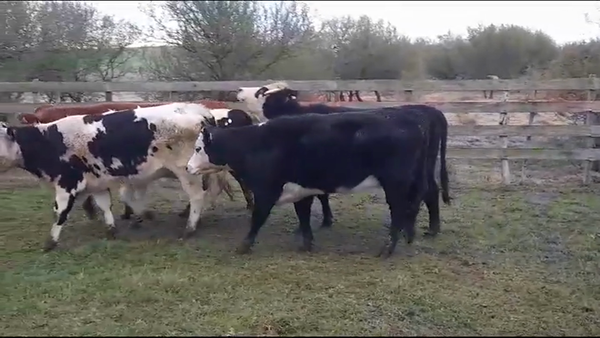 Lote VAQUILLONAS 2 AÑOS