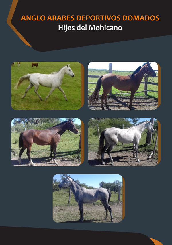 Lote ANGLO ARABES DEPORTIVOS