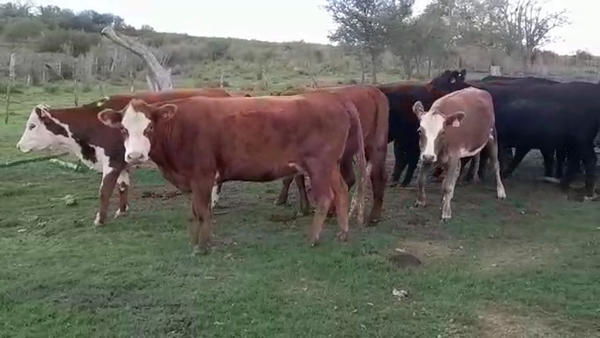 Lote VAQUILLONAS MAS 2 AÑOS