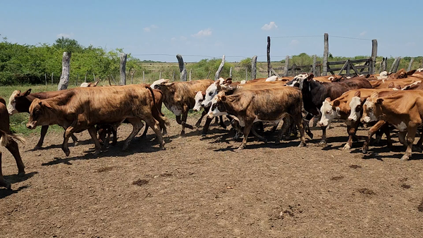 Lote 118 Novillitos en Itatí, Corrientes