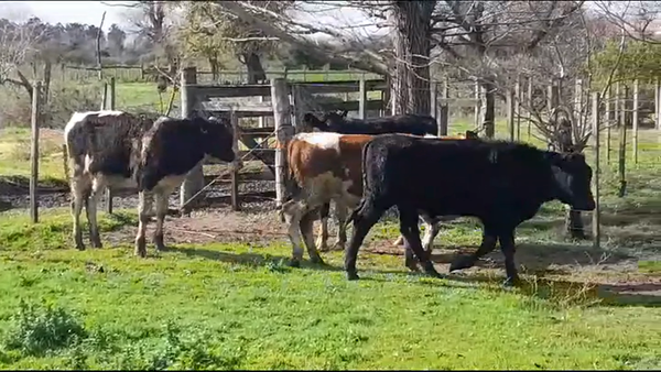 Lote TERNEROS HOLANDO