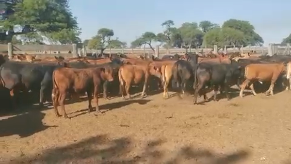 Lote 200 Terneros en Coronda, Santa Fe