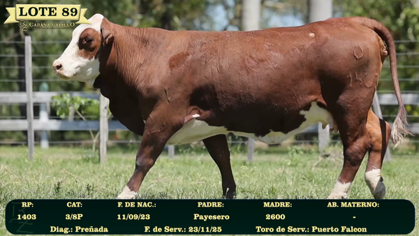 Lote LOTE 89