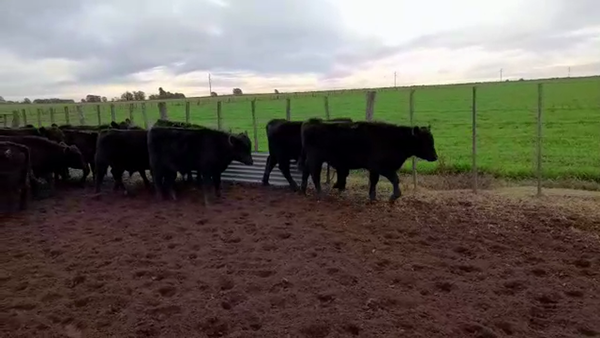 Lote 52 Terneros en Col. Barón, La Pampa