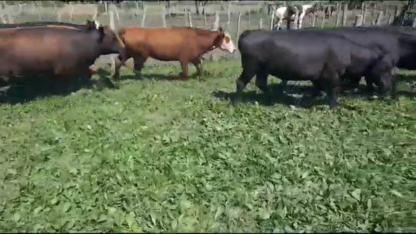 Lote 44 Vacas de invernar en Villaguay, Entre Ríos