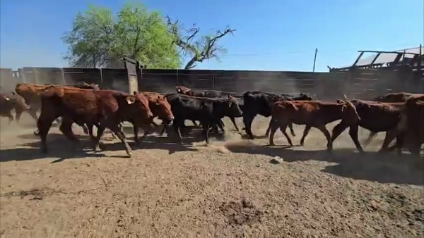 Lote 120 Terneras en Formosa, Estanislao Del Campo
