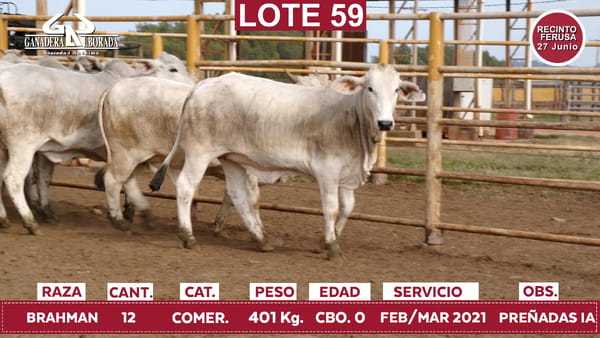 Lote Reproductores de Alborada - Lote 59