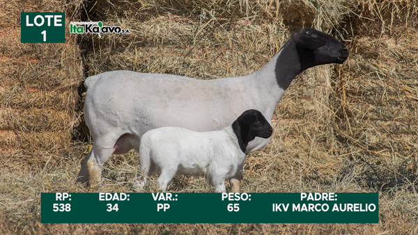 Lote LOTE 1