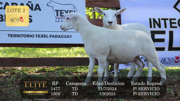 Lote LOTE 2