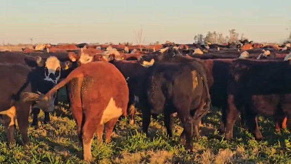 Lote 70 Novillitos