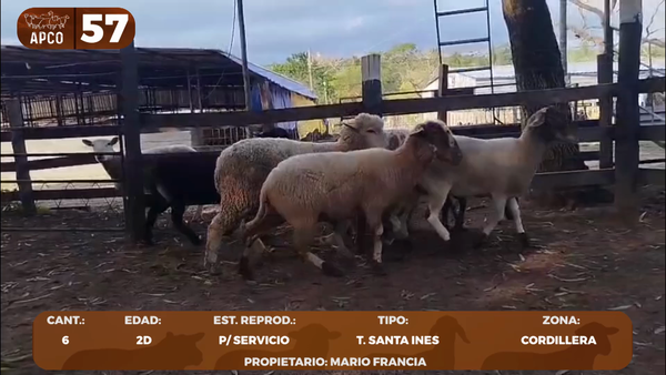 Lote LOTE 57 -POR PANTALLA