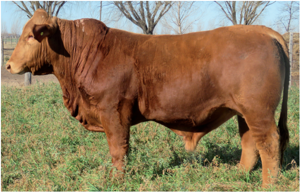 Lote Toros  Brangus -  Don Pedro