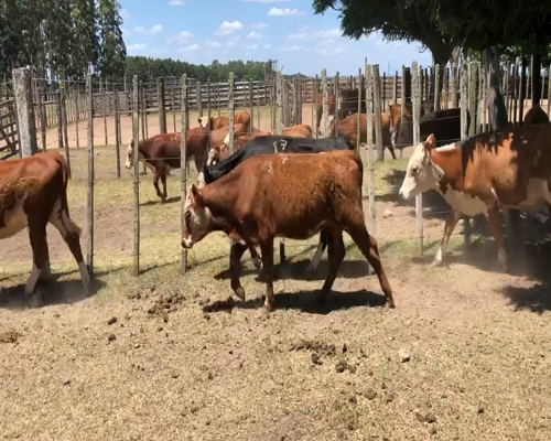 Lote 15 Vaquillonas en Cerro Largo, Cerro Largo
