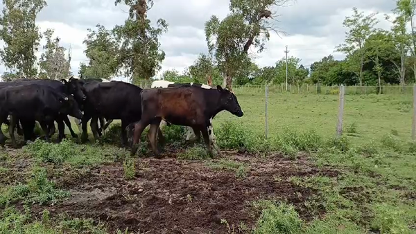 Lote (Vendido)21 Novillos Holando HOLANDO / KIWI 450kg -  en COSTAS DEL ROSARIO