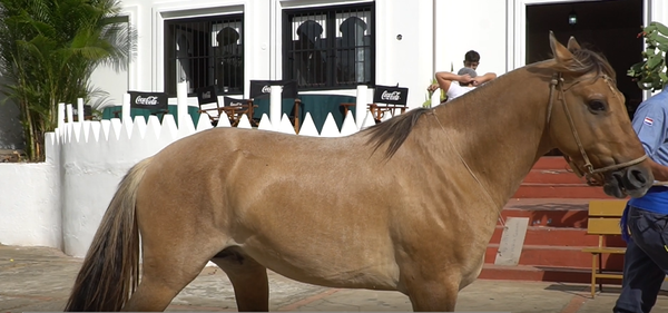 Lote CRIOLLOS EXPO INTERNACIONAL 2022 RP 2577- LOTE  14